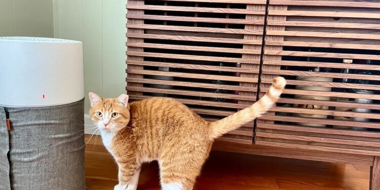 This air purifier is a must for pet parents, and it’s up to  off for Presidents’ Day