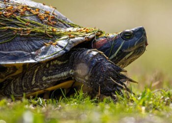 Why my favorite Linux distro is slowing down – and I’m thrilled about it