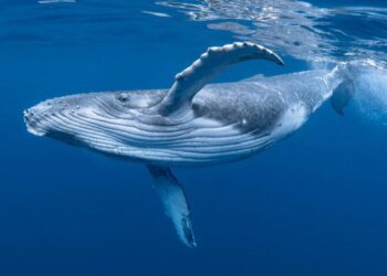 Whales Accumulating Maker And Aave, Path To 2024 Highs?