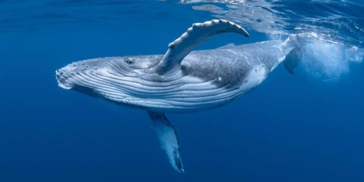 Whales Accumulating Maker And Aave, Path To 2024 Highs?