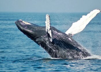 Bitcoin Whales Go Shopping: 10,000 BTC Accumulated In 3 Days