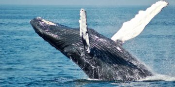 Bitcoin Whales Go Shopping: 10,000 BTC Accumulated In 3 Days