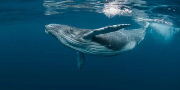Bitcoin Whale-Retail Delta Drops To ETF-Era Lows As Smart Money Turns Cautious