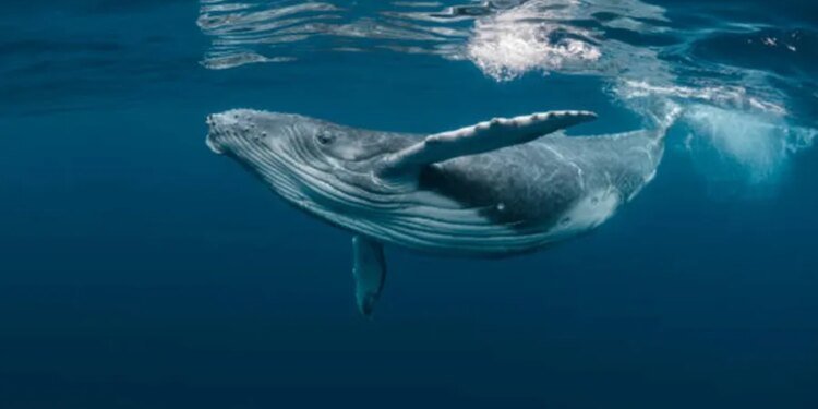 Bitcoin Whale-Retail Delta Drops To ETF-Era Lows As Smart Money Turns Cautious